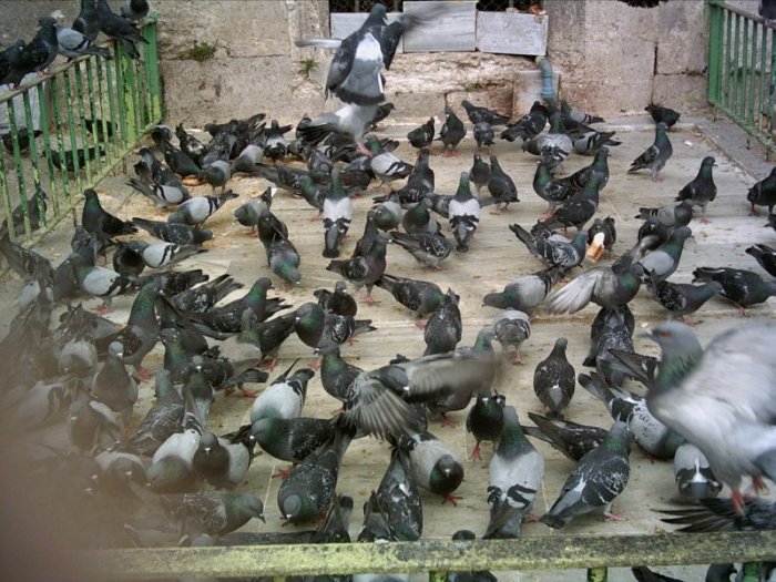 Güvercinler, Eyüp Sultan - Hayriye Onat