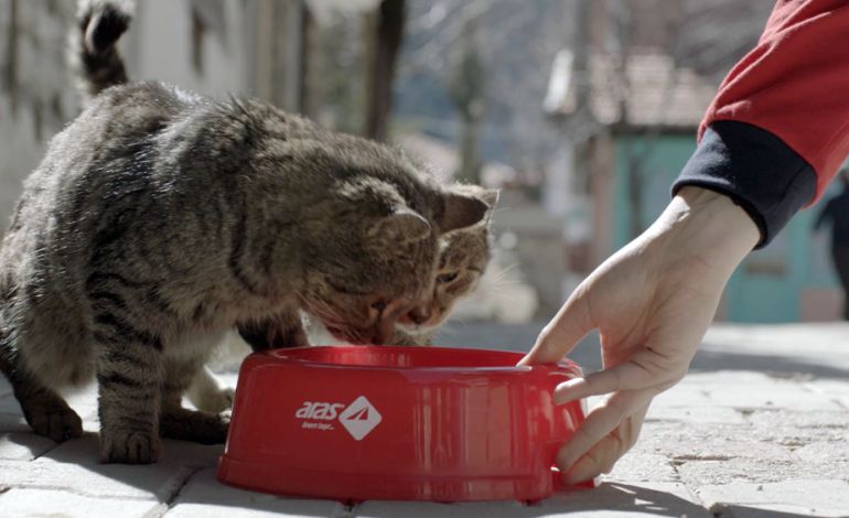 Aras Kargo’dan Sokak Hayvanları İçin Su Kabı Seferberliği