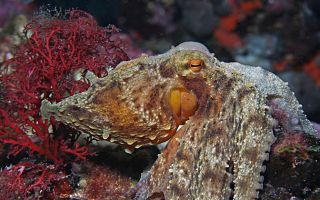 Doğanın En Fedakâr Annesi Ahtapot Sea Life İstanbul’da!