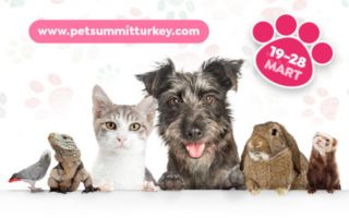 Evcil Hayvan Zirvesi Pet Summit Turkey için Geri Sayım Başladı!