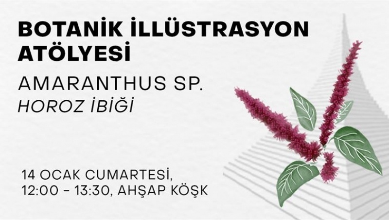 Botanik İllüstrasyon Atölyesi - Amaranthus sp.