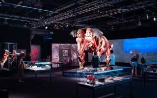 Body Worlds Animal Inside Out