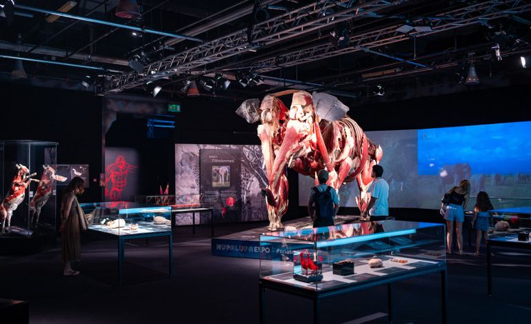 Body Worlds Animal Inside Out