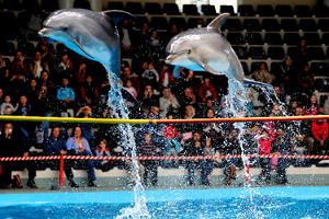 İstanbul Dolphinarium