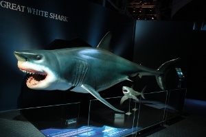 Köpekbalığı Dünyası Sergisi 