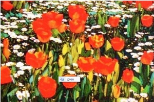 Ayla Akyol - İlkbahar Çiçekleri